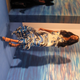 Image for article titled Black Designers Represent on the Runway